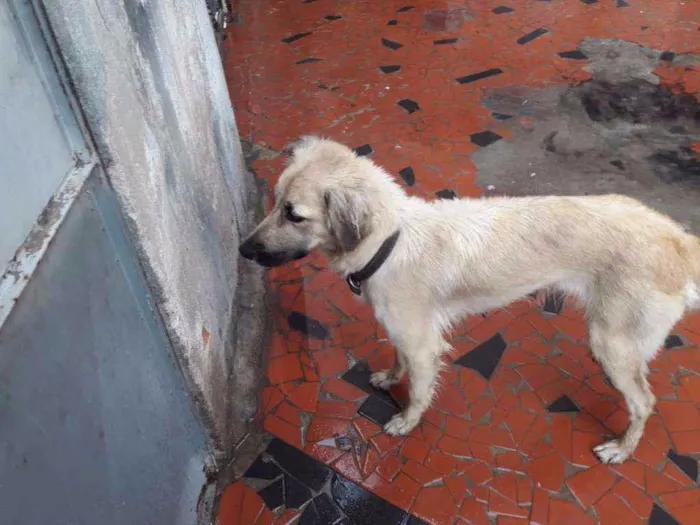 Cachorro ra a  idade 1 ano nome fatima