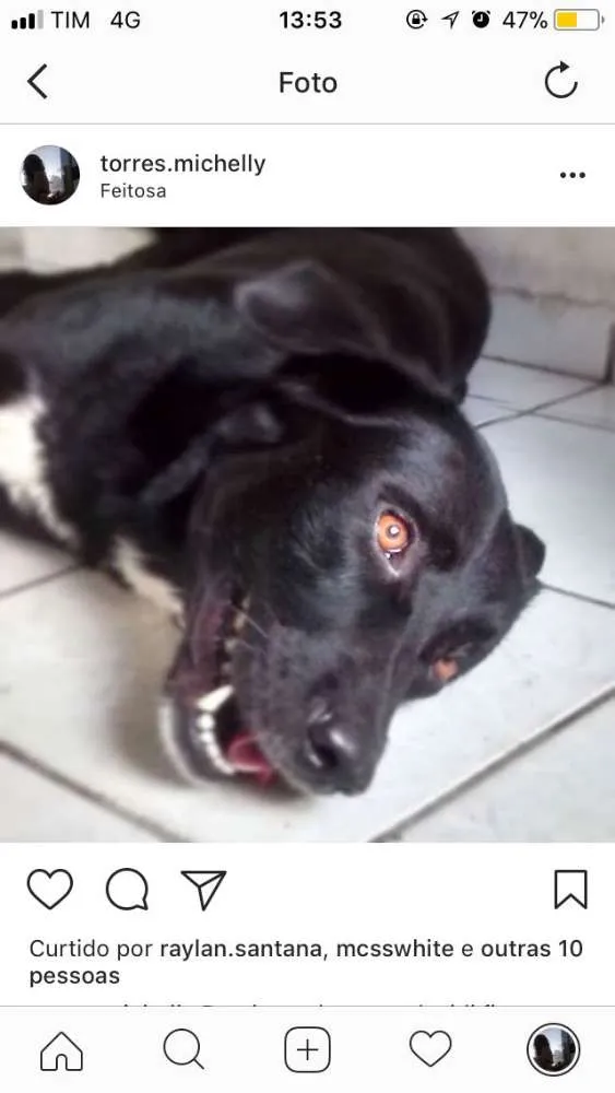 Cachorro ra a Mãe labrador pai pastor alemão idade 4 anos nome Maike