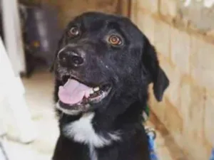 Cachorro raça Mãe labrador pai pastor alemão idade 4 anos nome Maike