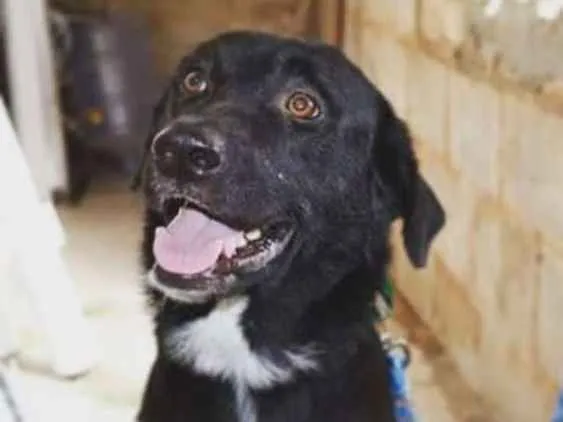 Cachorro ra a Mãe labrador pai pastor alemão idade 4 anos nome Maike