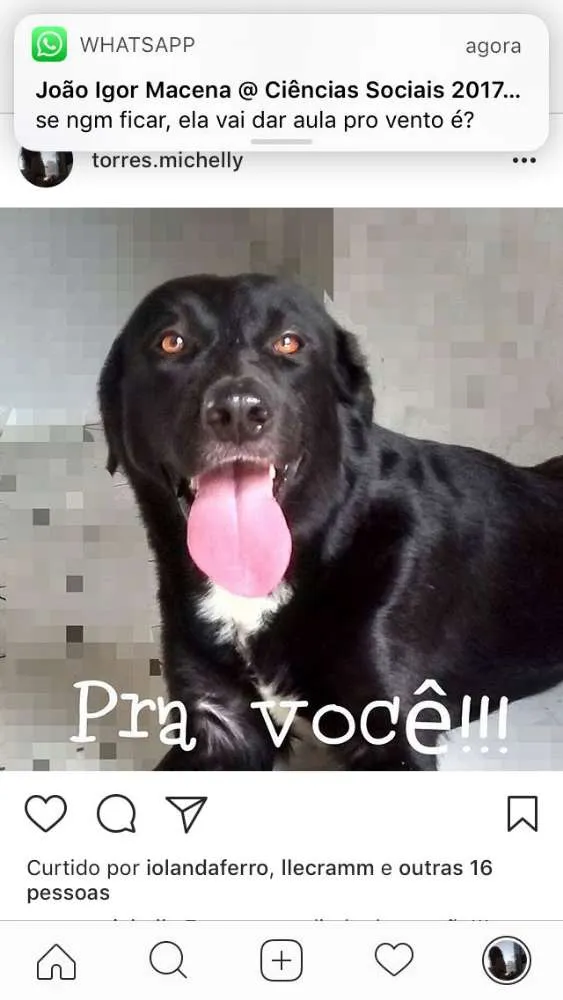 Cachorro ra a Mãe labrador pai pastor alemão idade 4 anos nome Maike