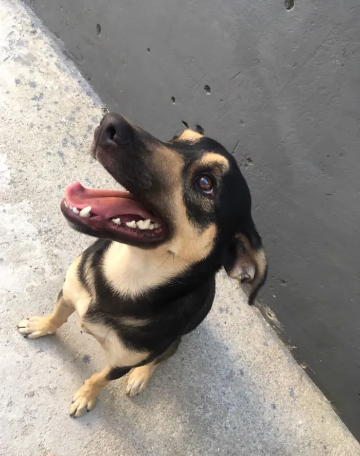 Cachorro ra a Vira Lata idade 2 anos nome Zeus