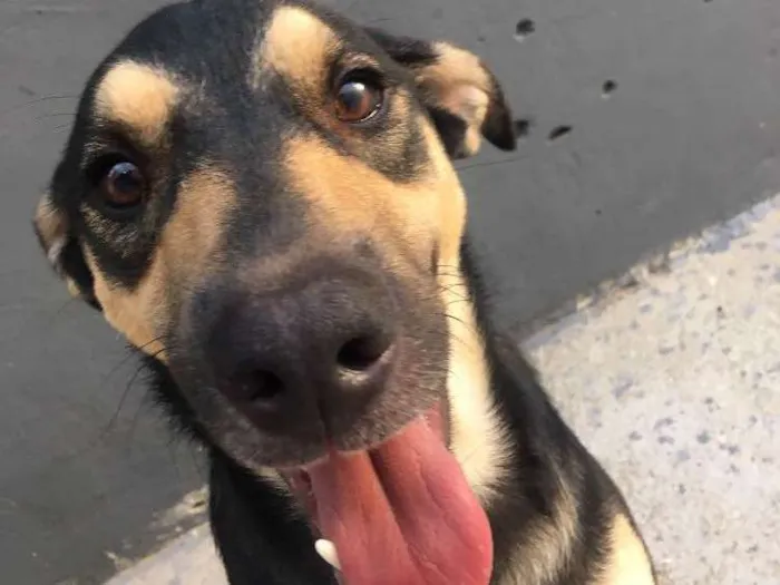 Cachorro ra a Vira Lata idade 2 anos nome Zeus