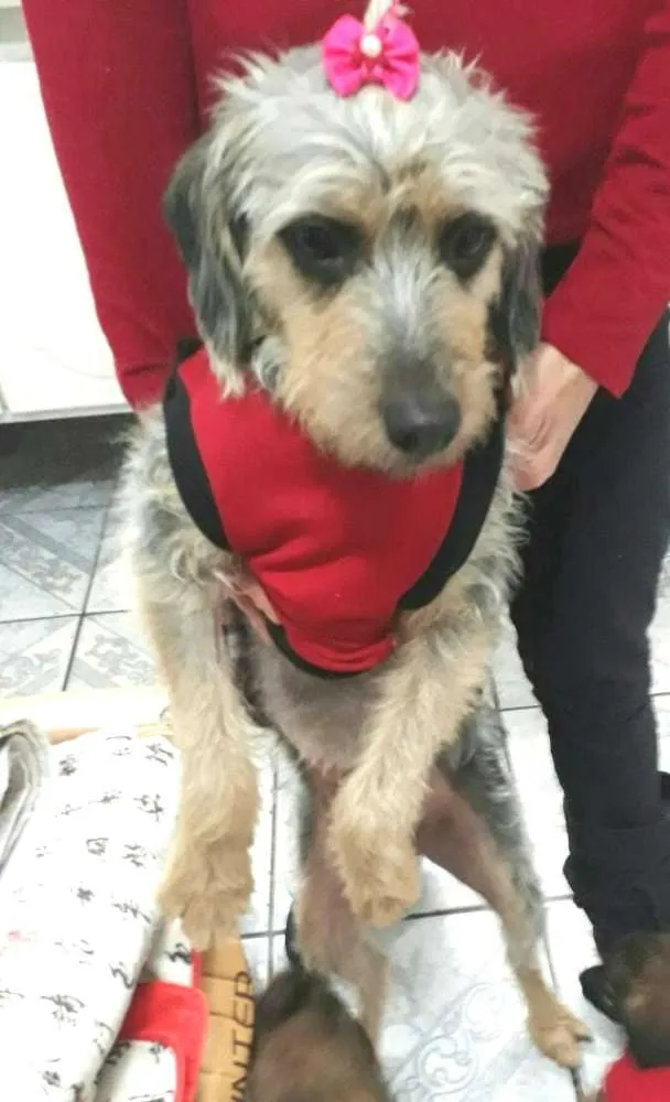 Cachorro ra a  idade 3 anos nome Penélope 