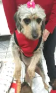 Penélope