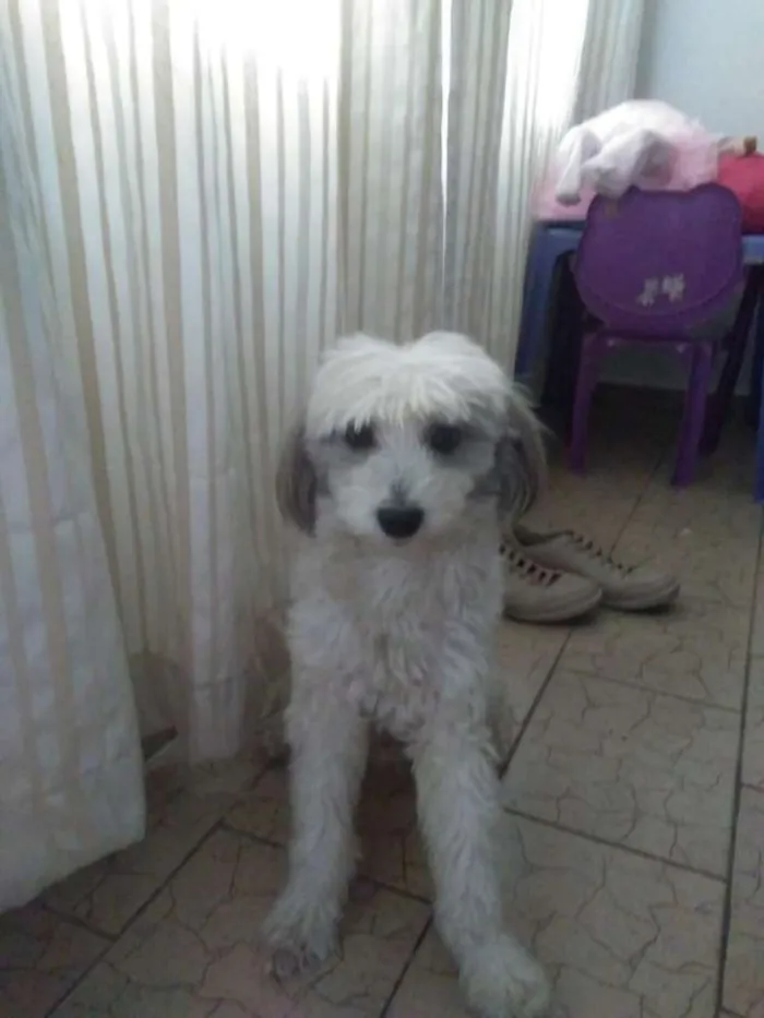 Cachorro ra a Poodle mestiço idade 3 anos nome Bob