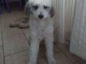 Cachorro raça Poodle mestiço idade 3 anos nome Bob