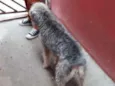 Penélope