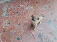 oscar