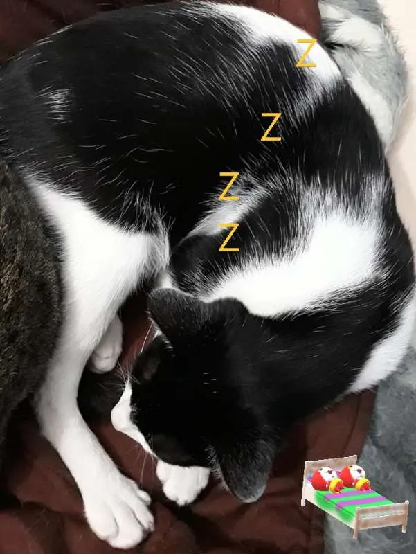 Gato ra a sdr idade 7 a 11 meses nome sem nome