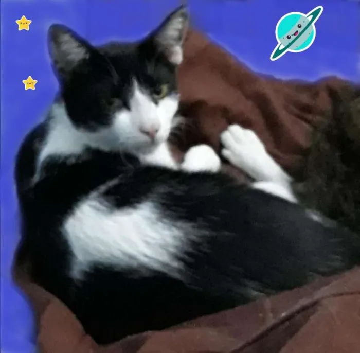 Gato ra a sdr idade 7 a 11 meses nome sem nome