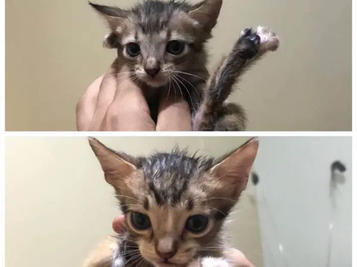 Gato ra a - idade 2 a 6 meses nome Não tem ainda