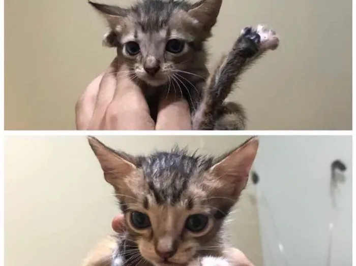 Gato ra a - idade 2 a 6 meses nome Não tem ainda