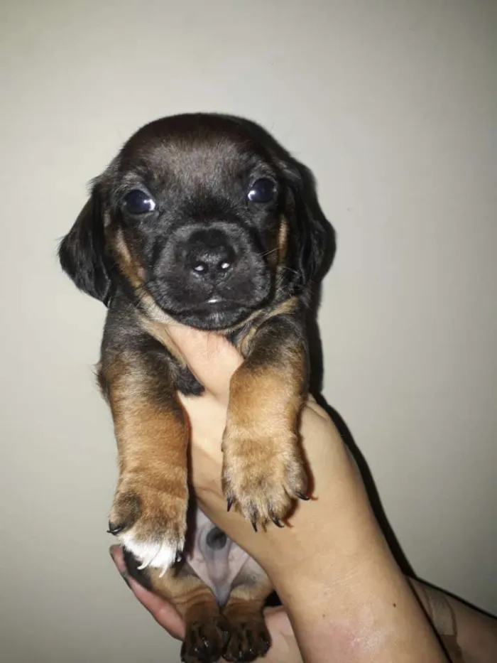 Cachorro ra a Srd idade Abaixo de 2 meses nome Baby