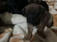 Baby