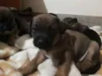 Baby