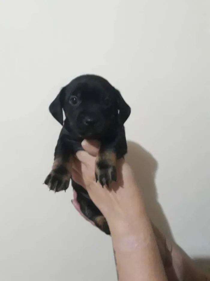 Cachorro ra a Srd idade Abaixo de 2 meses nome Bibis