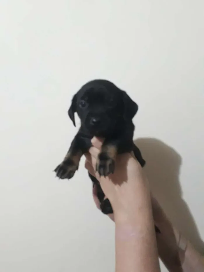 Cachorro ra a Srd idade Abaixo de 2 meses nome Bibis