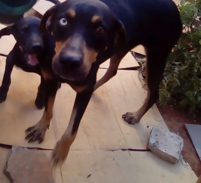Cachorro raça Sem raça definida idade 2 a 6 meses nome Kate e Piri