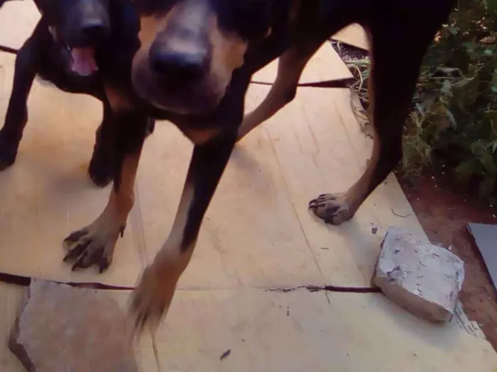 Cachorro raça Sem raça definida idade 2 a 6 meses nome Kate e Piri