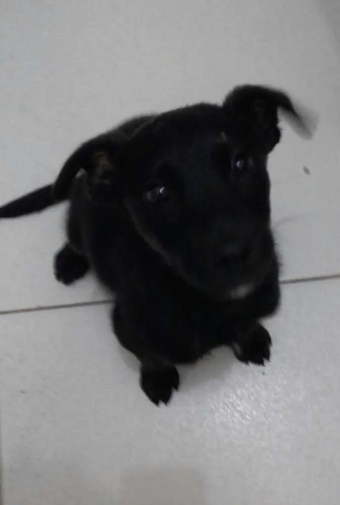 Cachorro ra a Vira lata  idade 2 a 6 meses nome Chocolate 