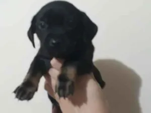 Cachorro raça Srd idade Abaixo de 2 meses nome Bibis
