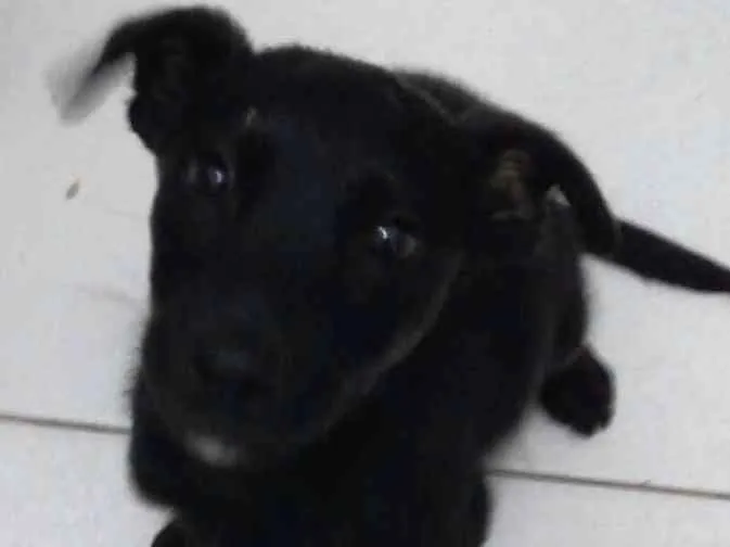 Cachorro ra a Vira lata  idade 2 a 6 meses nome Chocolate 