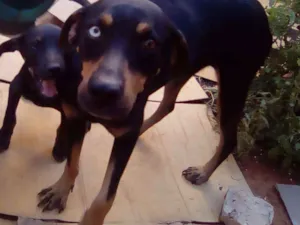Cachorro raça Sem raça definida idade 2 a 6 meses nome Kate e Piri