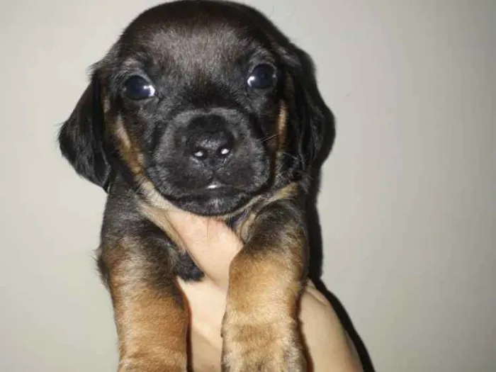 Cachorro ra a Srd idade Abaixo de 2 meses nome Baby