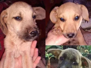 Cachorro raça SRD idade 2 a 6 meses nome Sem nome definido