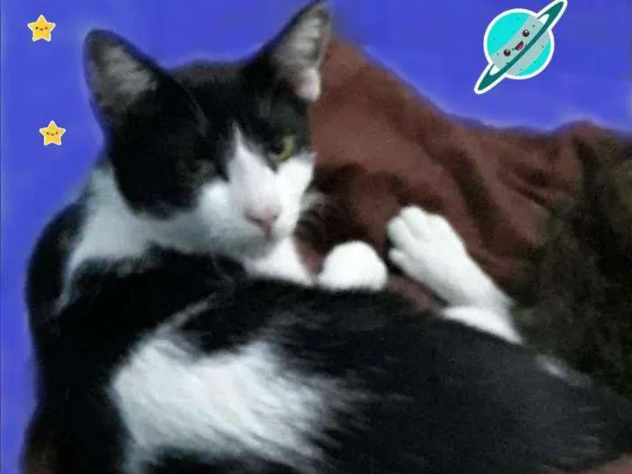 Gato ra a sdr idade 7 a 11 meses nome sem nome