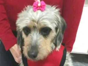 Cachorro raça  idade 3 anos nome Penélope 