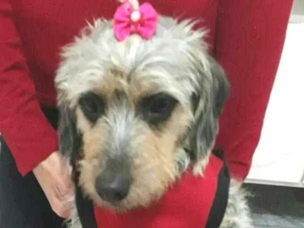 Cachorro ra a  idade 3 anos nome Penélope 