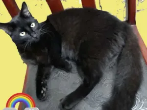 Gato raça sdr idade 7 a 11 meses nome (Nhe-Nhé)