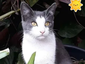 Gato raça sdr idade 7 a 11 meses nome fumacinha