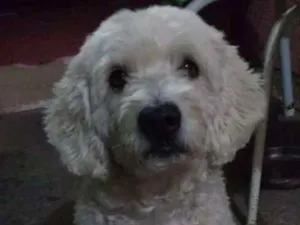 Cachorro raça Poodle idade 3 anos nome Mike