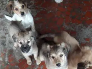 Cachorro raça  idade 1 ano nome fatima