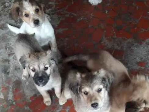 Cachorro ra a  idade 1 ano nome fatima