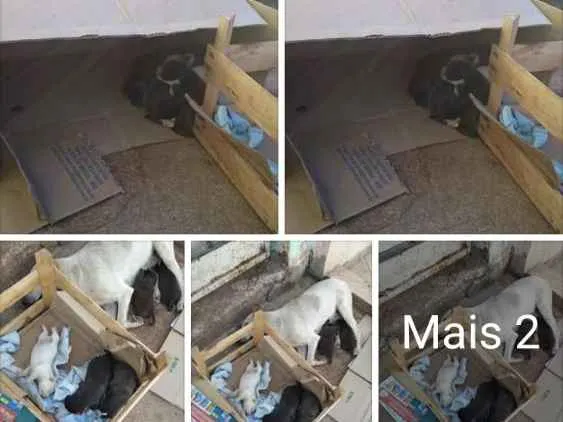 Cachorro ra a Sem definição  idade 2 a 6 meses nome Nao tem nome