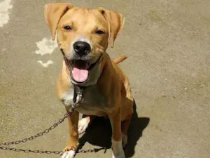 Cachorro raça Pitbull misturado  idade 1 ano nome Pac