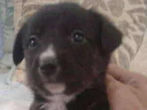Cachorro raça MISTURA idade Abaixo de 2 meses nome LILI