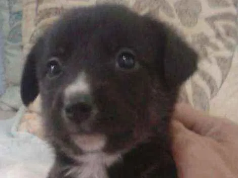Cachorro ra a MISTURA idade Abaixo de 2 meses nome LILI