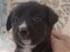 Cachorro raça MISTURA idade Abaixo de 2 meses nome LILI