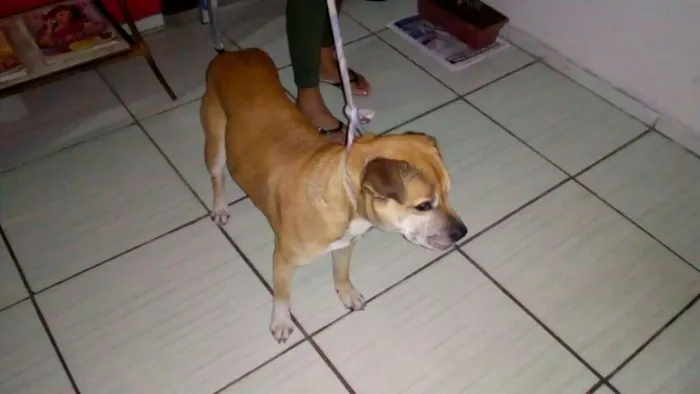 Cachorro ra a SRD idade 5 anos nome Rex