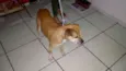 Rex