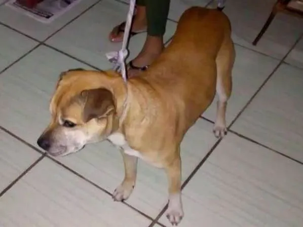 Cachorro ra a SRD idade 5 anos nome Rex