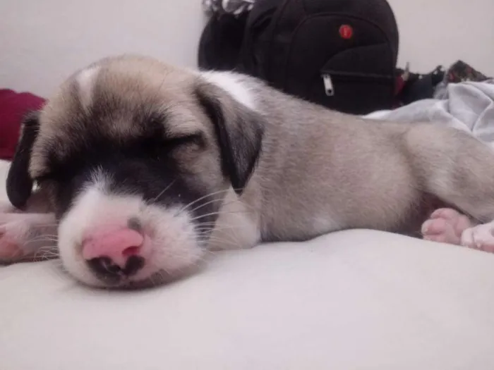 Cachorro ra a Srd idade Abaixo de 2 meses nome Luna
