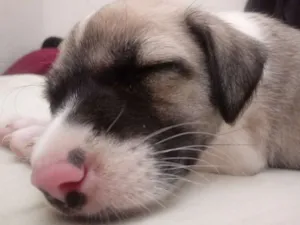 Cachorro raça Srd idade Abaixo de 2 meses nome Luna