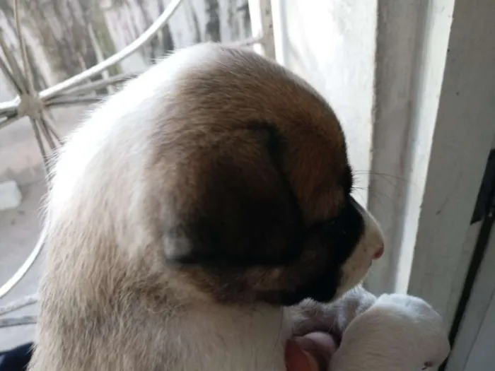 Cachorro ra a Srd idade Abaixo de 2 meses nome Luna