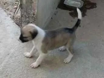 Cachorro ra a Srd idade Abaixo de 2 meses nome Luna